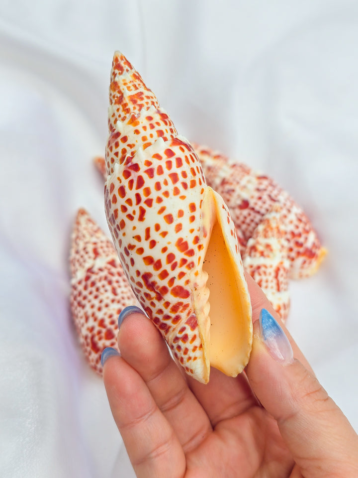Papal Miter Seashell
