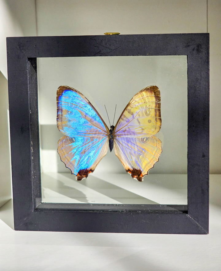Framed "Pearly Morpho" Butterfly