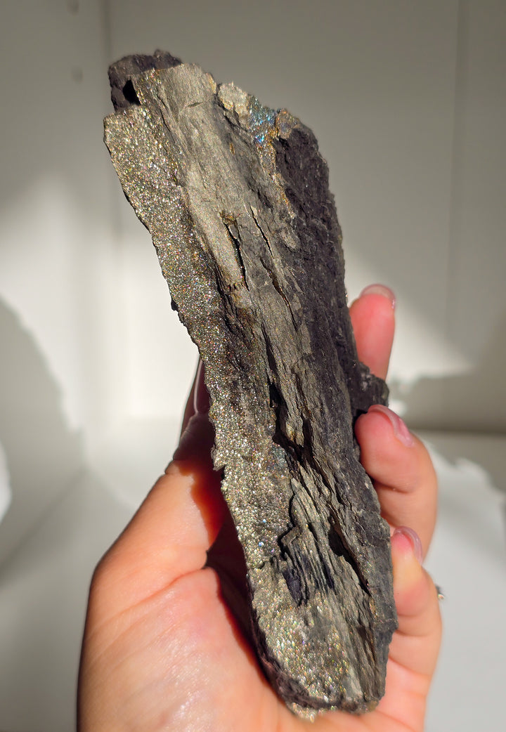 Marcasite on Petrified Wood