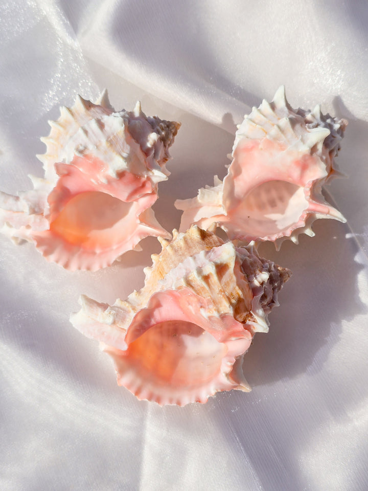 Pink Mouth Murex Sea Shell