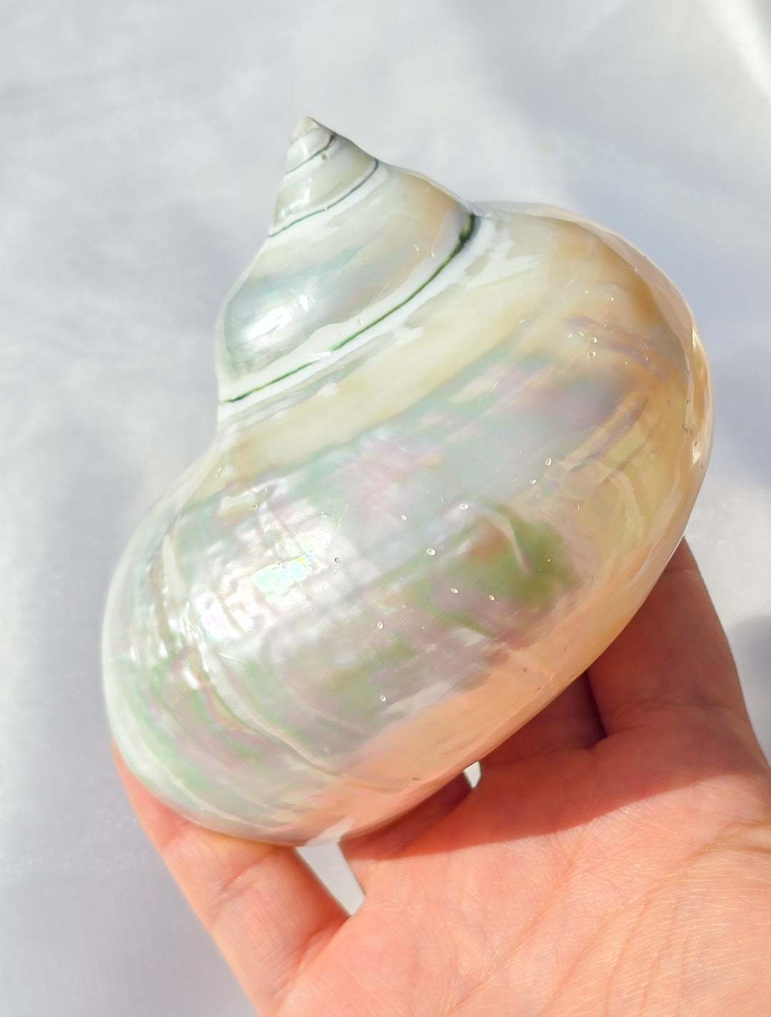 Pearl Turbo Imperialis Sea Shell