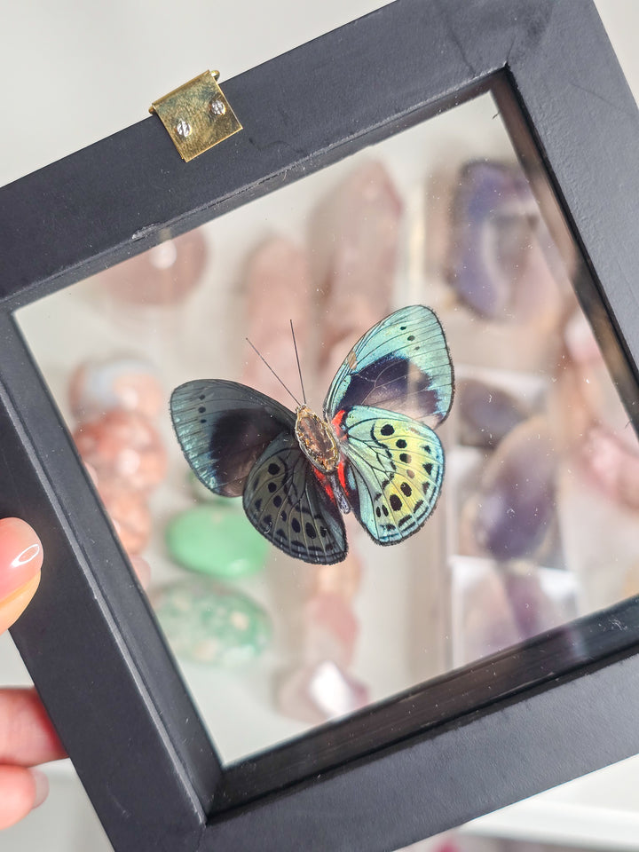 Framed "Blue Buttercup" Butterfly