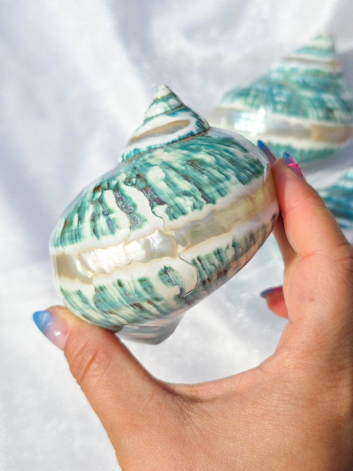 Teal Blue Turbo Imperialis Sea Shell