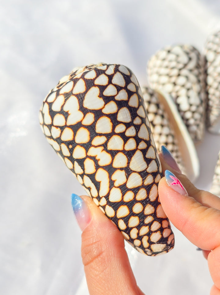 Marbled Cone Sea Shell