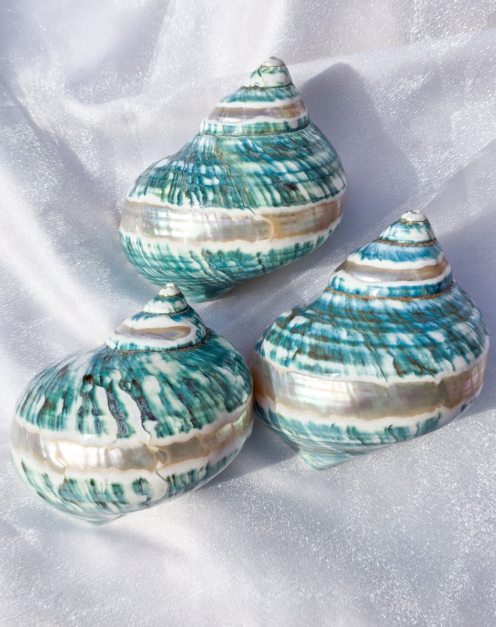 Teal Blue Turbo Imperialis Sea Shell