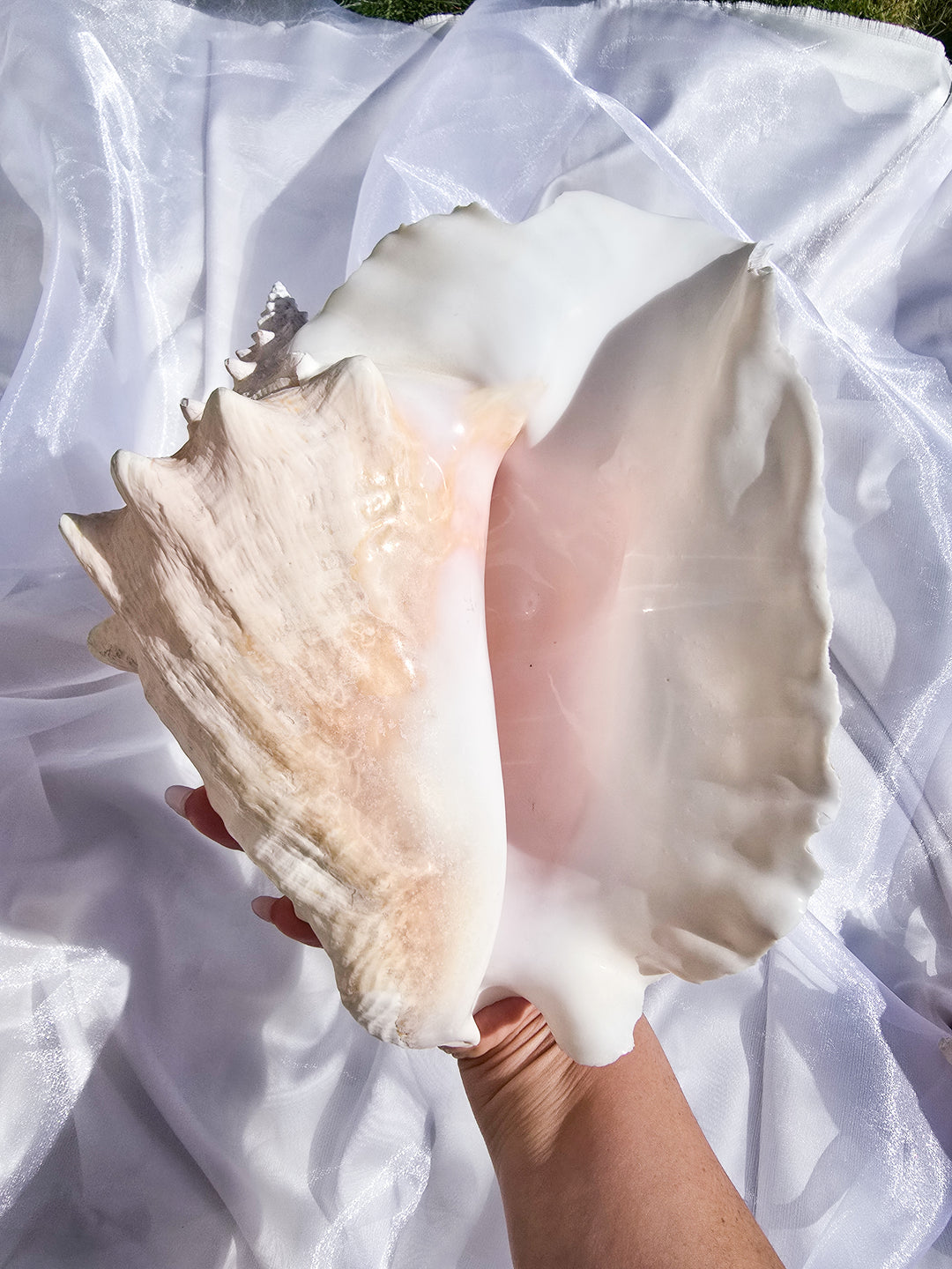 You Pick, Pink Conch Shells