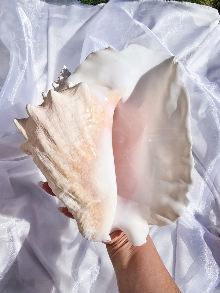 You Pick, Pink Conch Shells