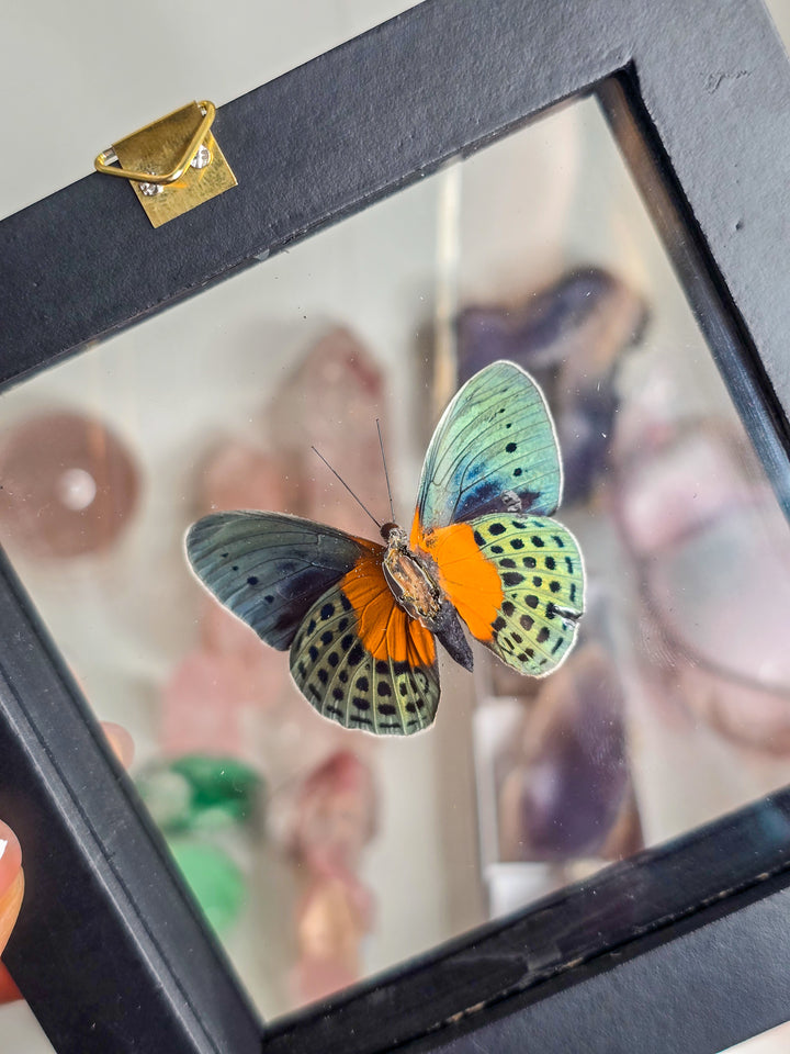 Framed "Blue Buttercup" Butterfly