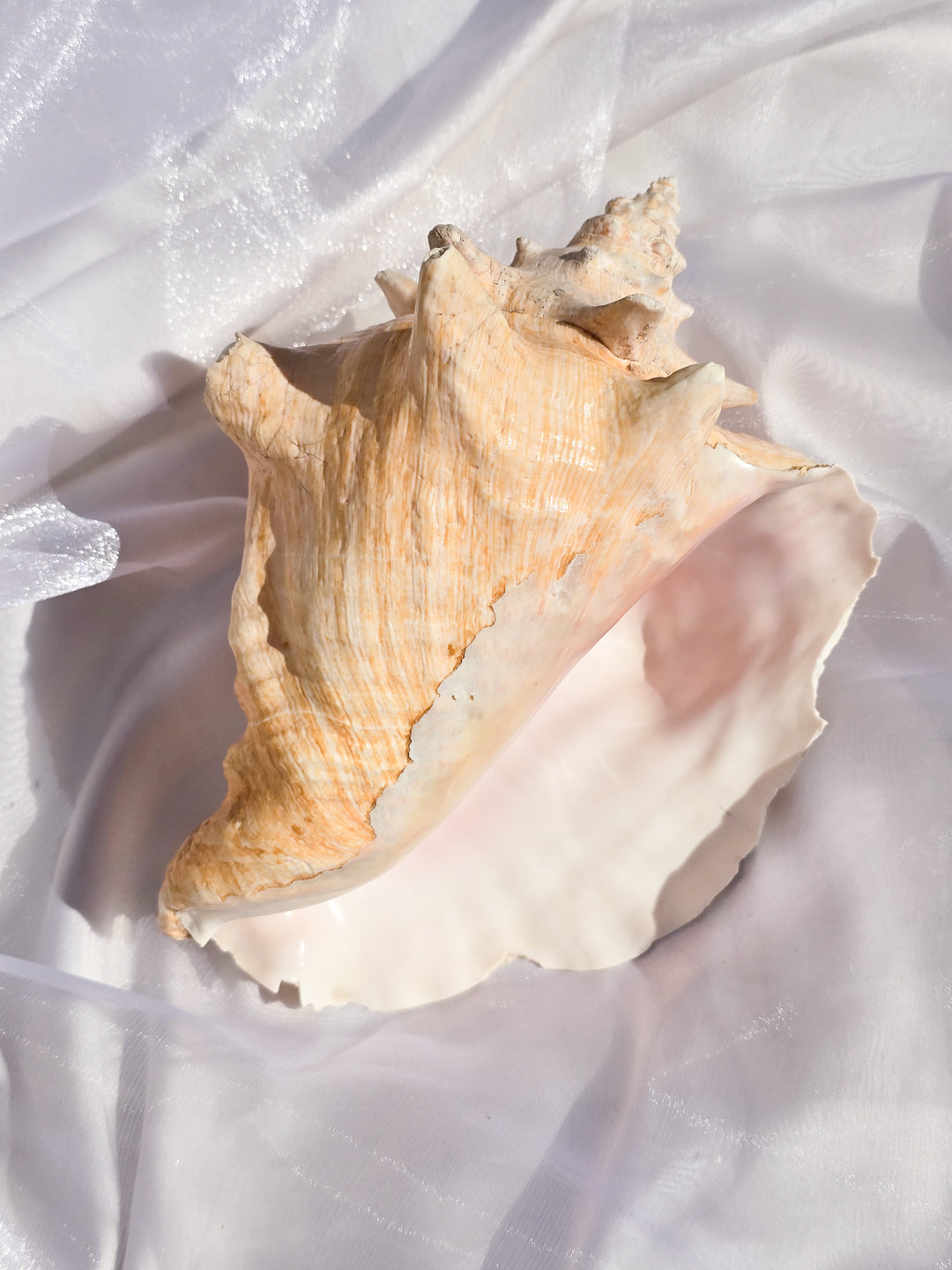 You Pick, Pink Conch Shells