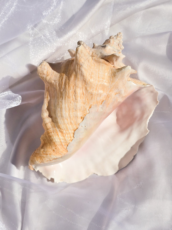 You Pick, Pink Conch Shells