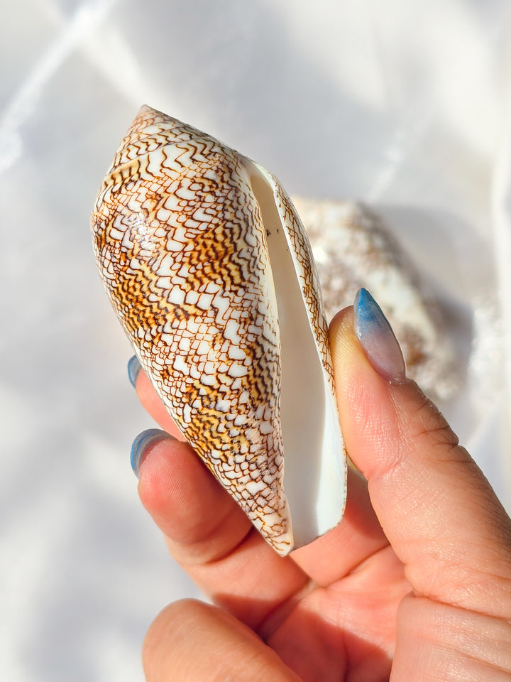 Cloth of Gold Cone Sea Shell