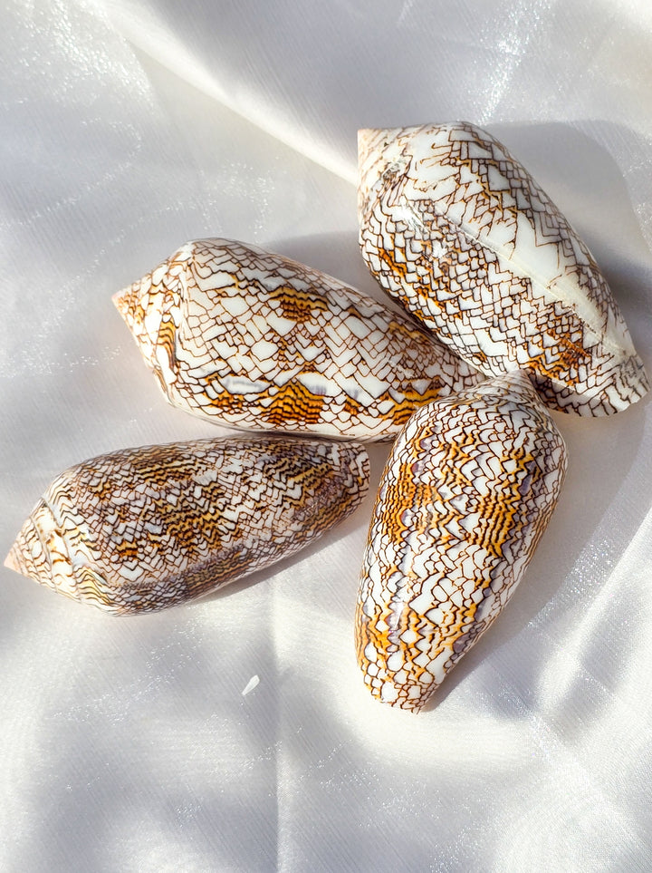 Cloth of Gold Cone Sea Shell