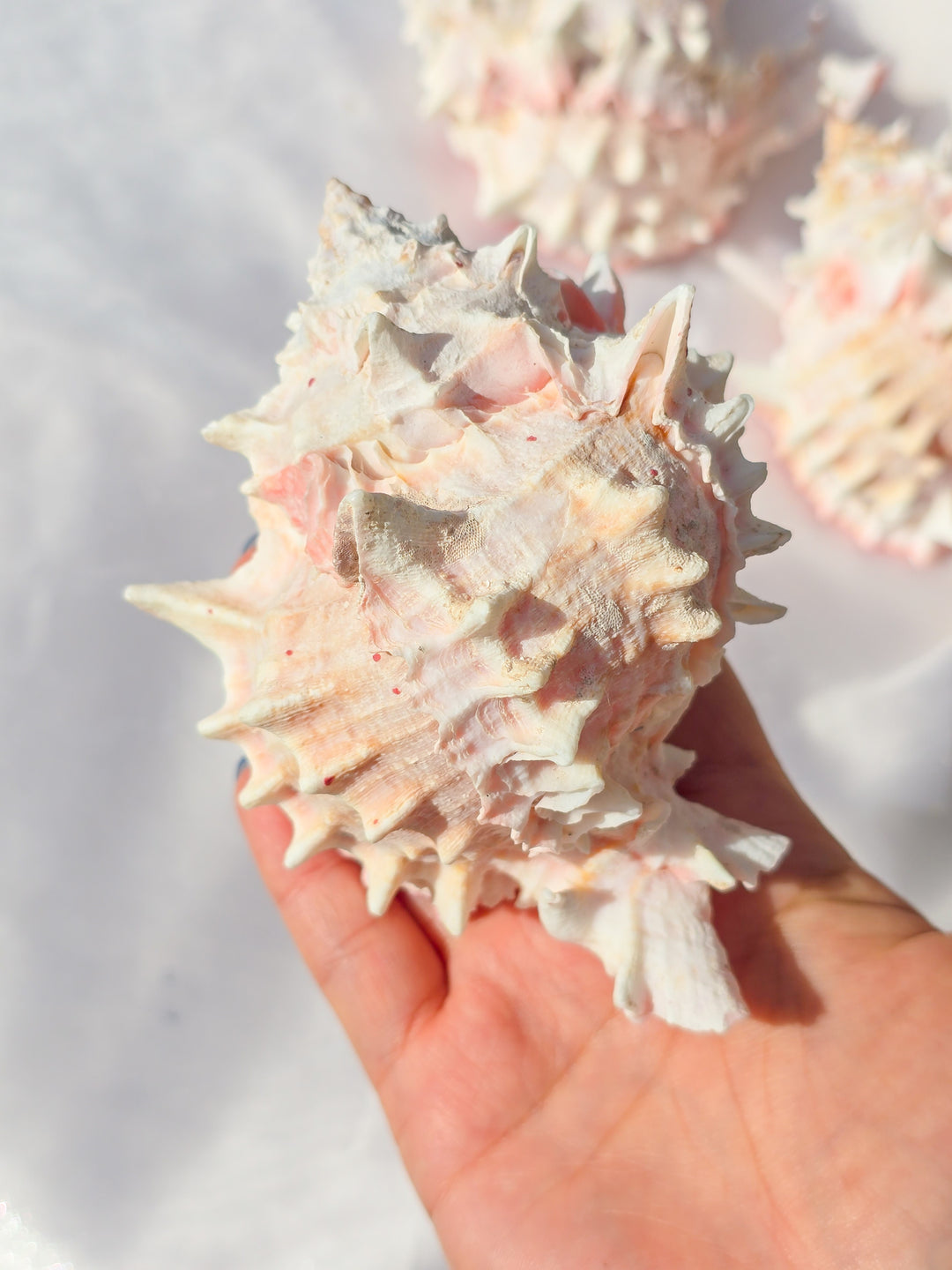 Pink Mouth Murex Sea Shell