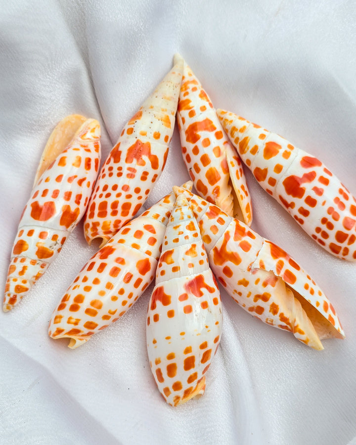 Mitra Mitra Sea Snail Shell