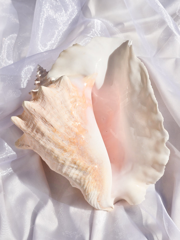 You Pick, Pink Conch Shells