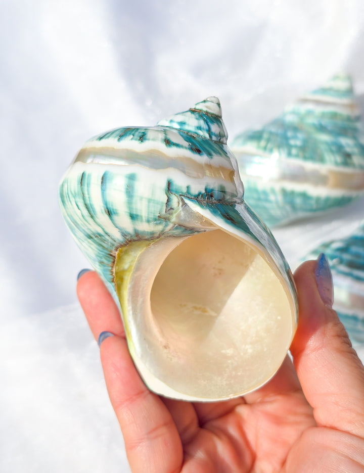 Teal Blue Turbo Imperialis Sea Shell