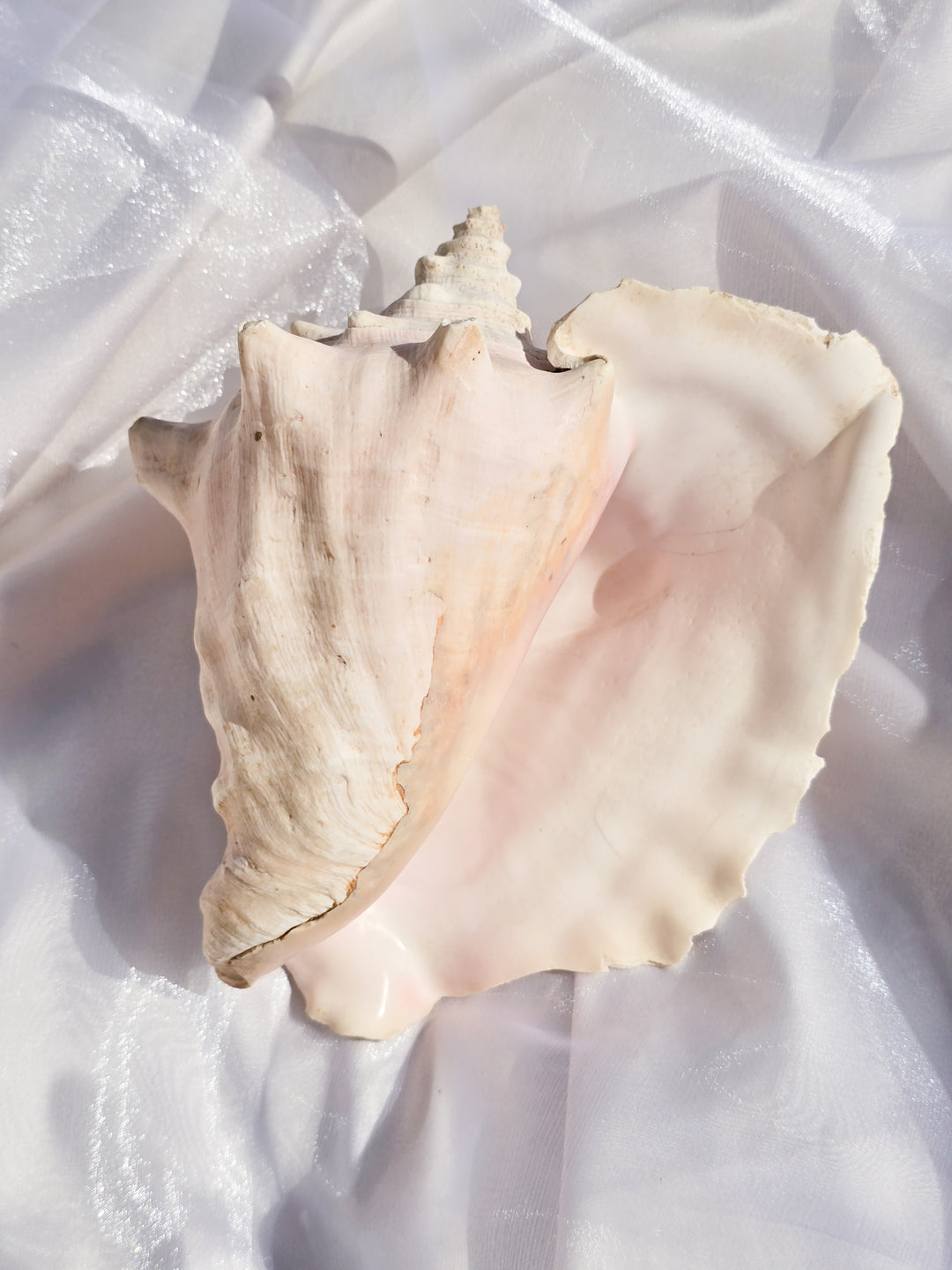 You Pick, Pink Conch Shells