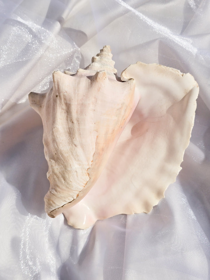 You Pick, Pink Conch Shells
