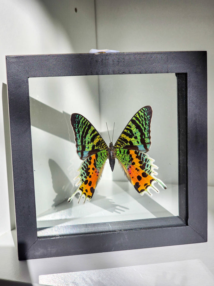 Framed "Sunset " Moth