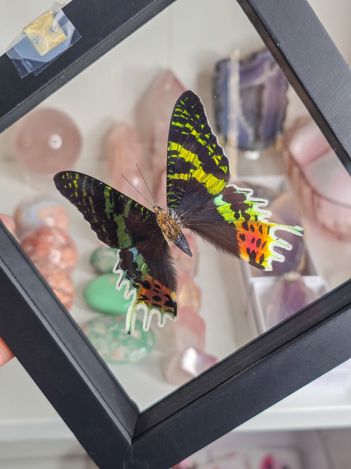 Framed "Sunset " Moth