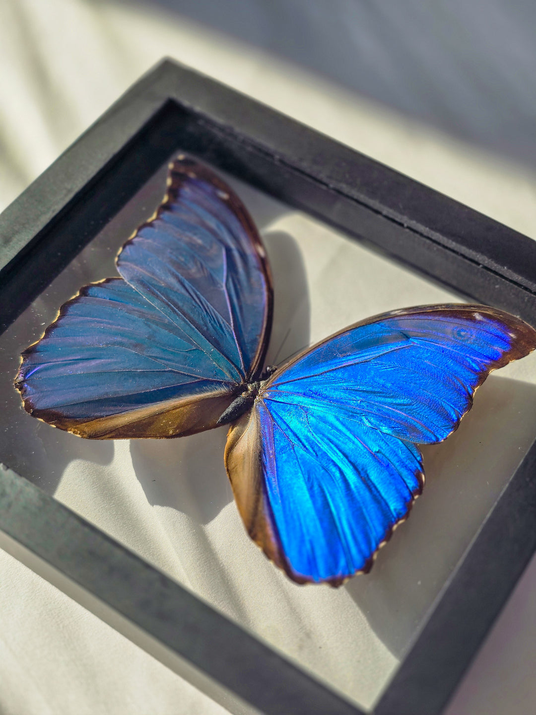 Framed Blue Sapphire Morpho Butterfly