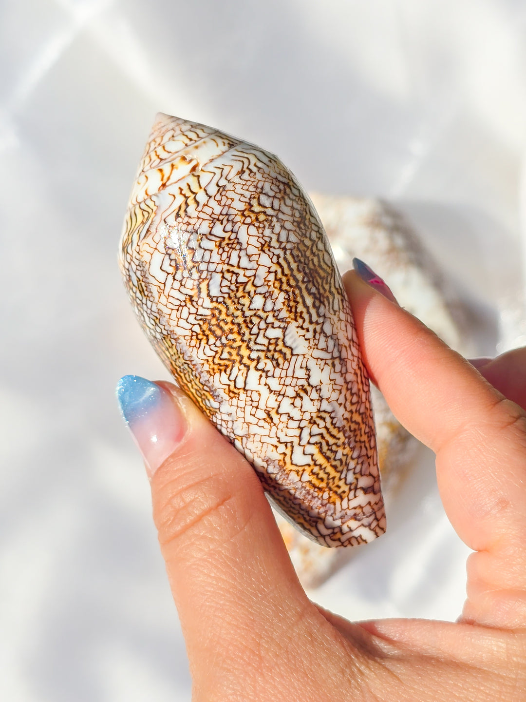 Cloth of Gold Cone Sea Shell