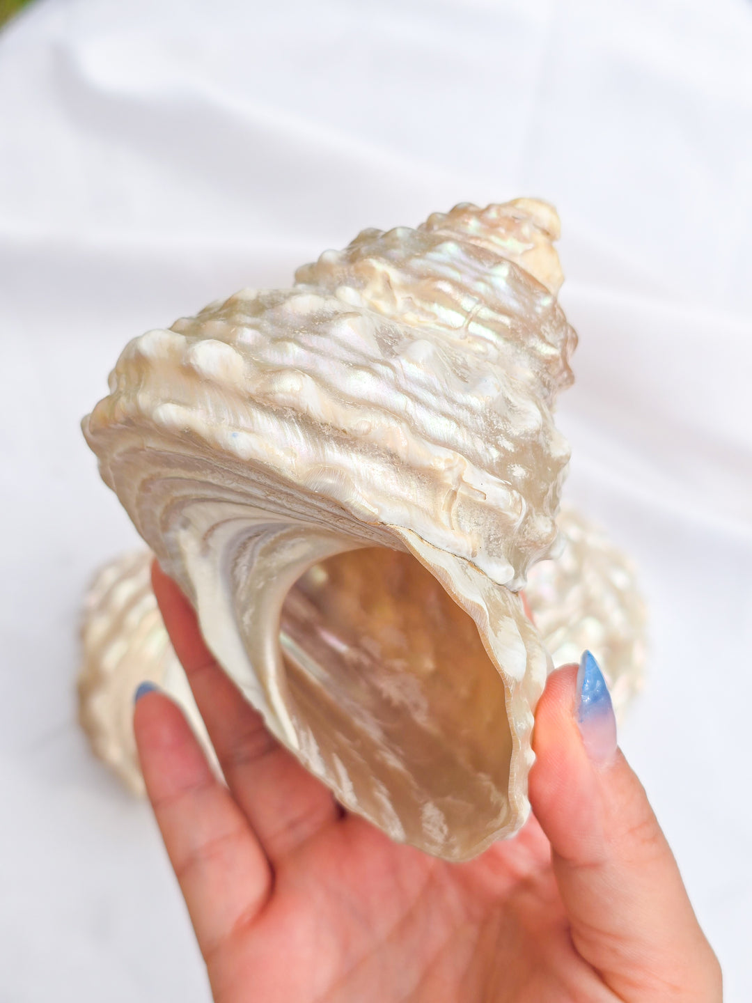 Wavy Turban Shell