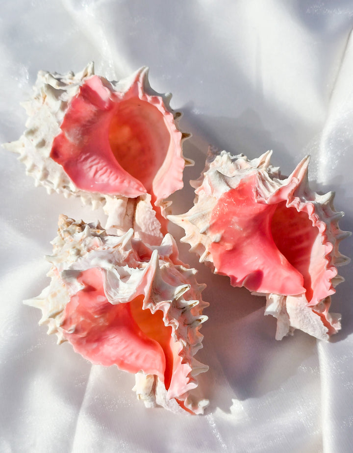 Pink Mouth Murex Sea Shell
