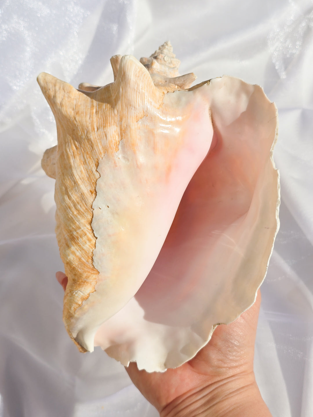 You Pick, Pink Conch Shells