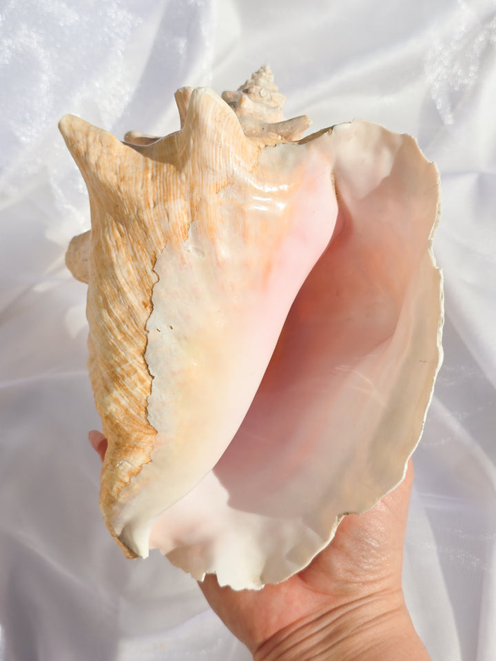 You Pick, Pink Conch Shells