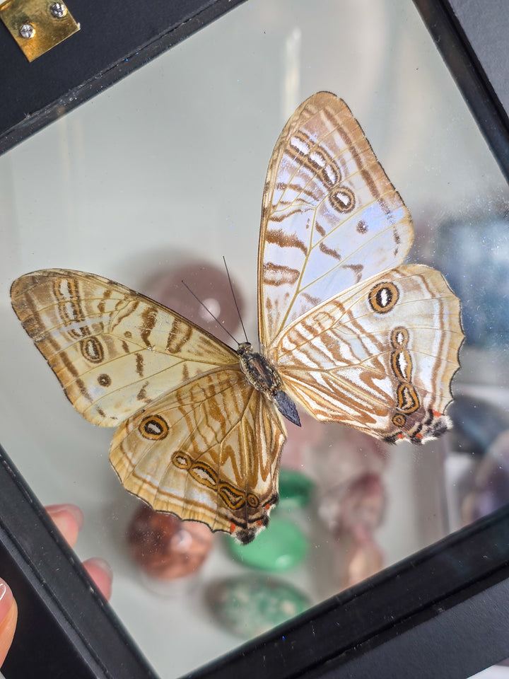 Framed "Pearly Morpho" Butterfly