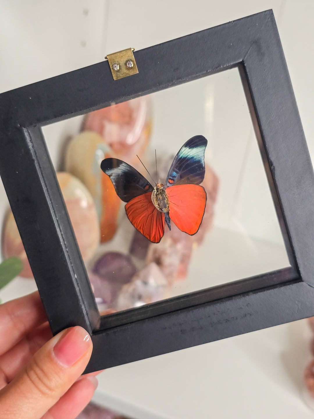 Framed "Red Flasher" Butterfly