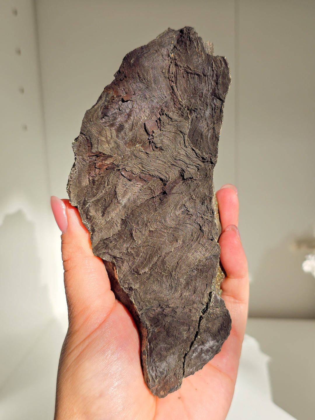 Marcasite on Petrified Wood