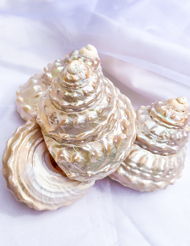 Wavy Turban Shell
