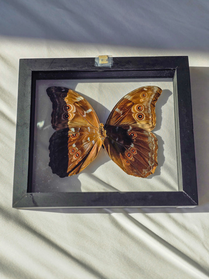 Framed Blue Sapphire Morpho Butterfly