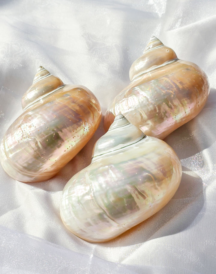 Pearl Turbo Imperialis Sea Shell