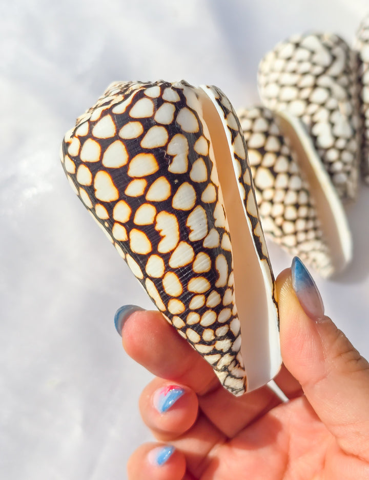 Marbled Cone Sea Shell
