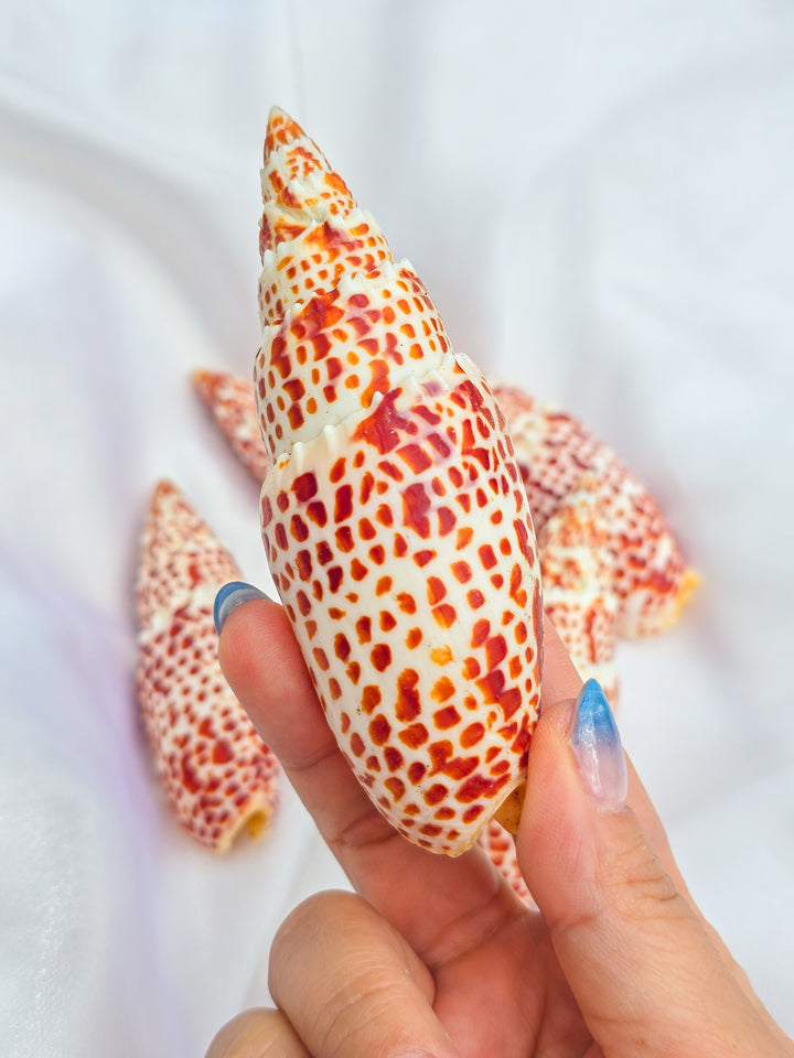 Papal Miter Seashell
