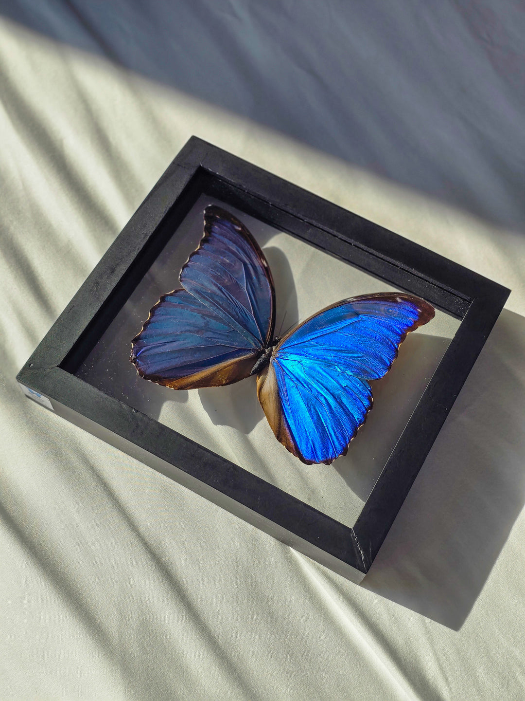 Framed Blue Sapphire Morpho Butterfly