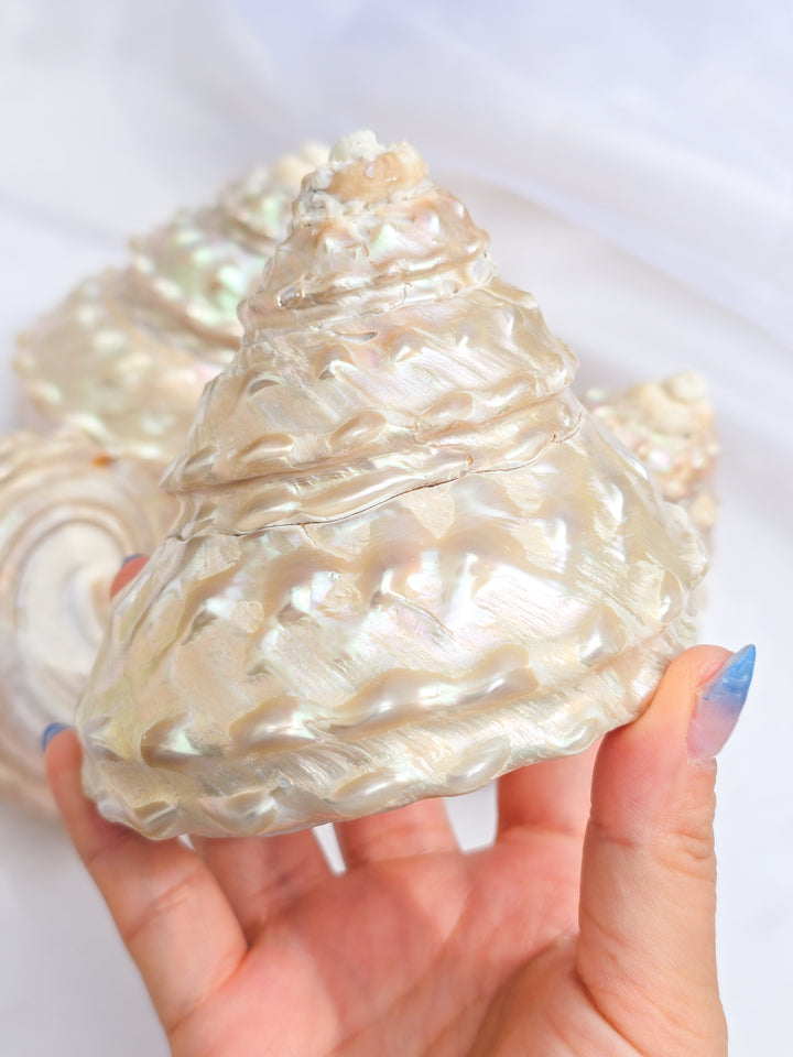 Wavy Turban Shell