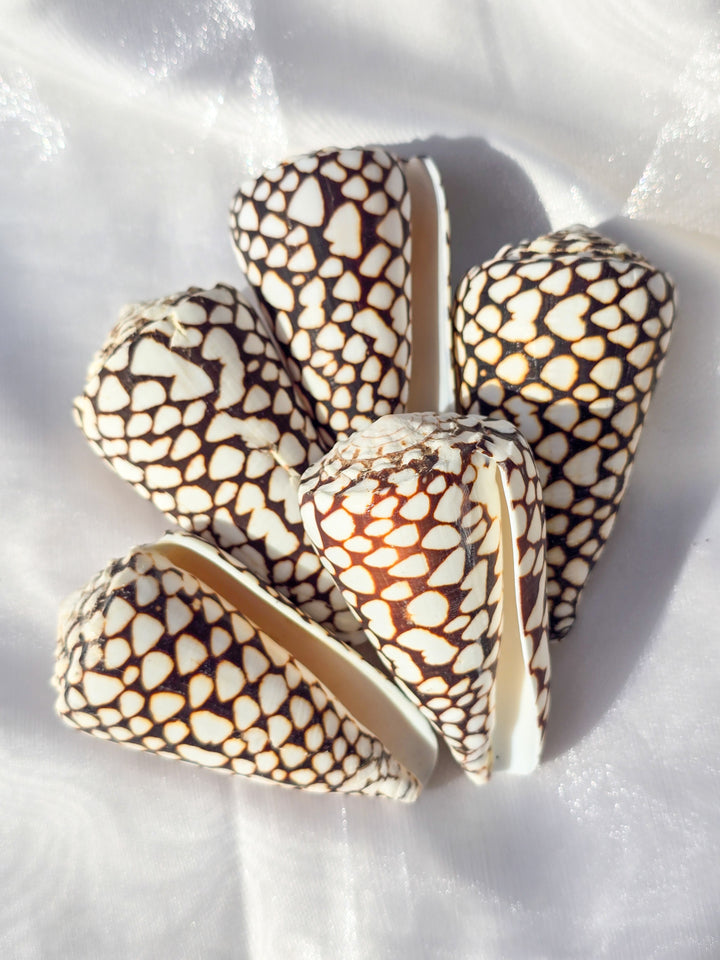 Marbled Cone Sea Shell