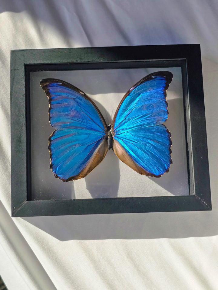 Framed Blue Sapphire Morpho Butterfly