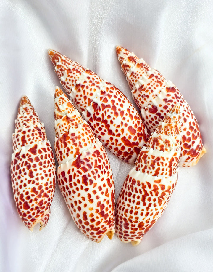 Papal Miter Seashell
