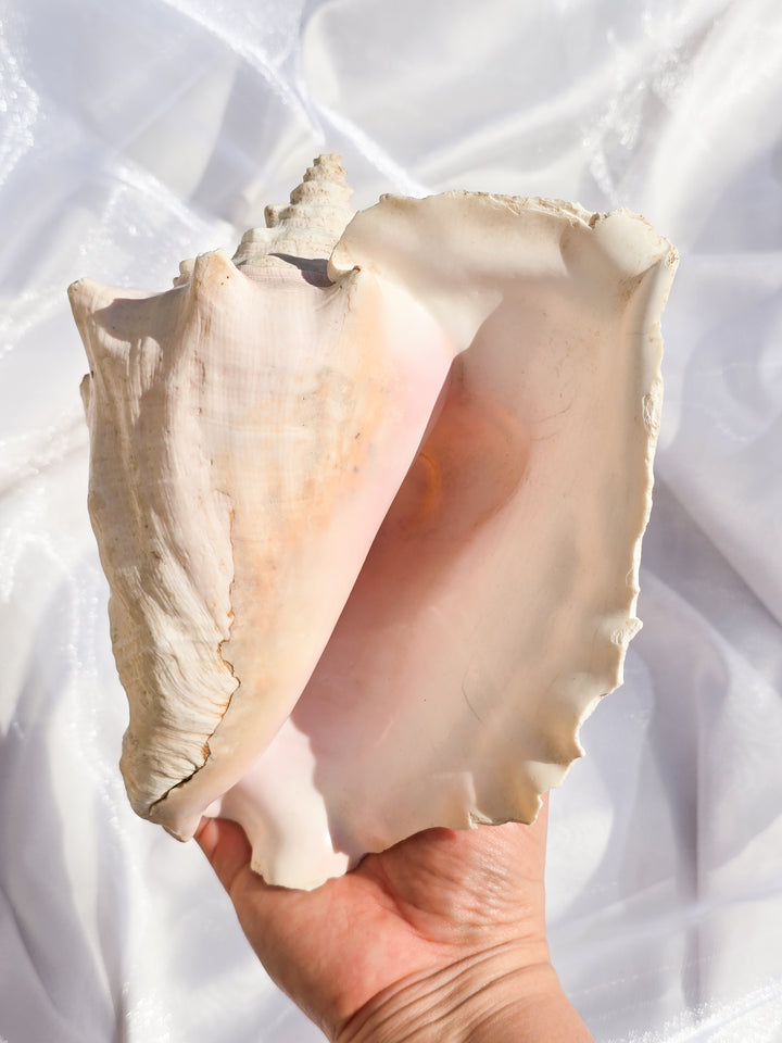 You Pick, Pink Conch Shells