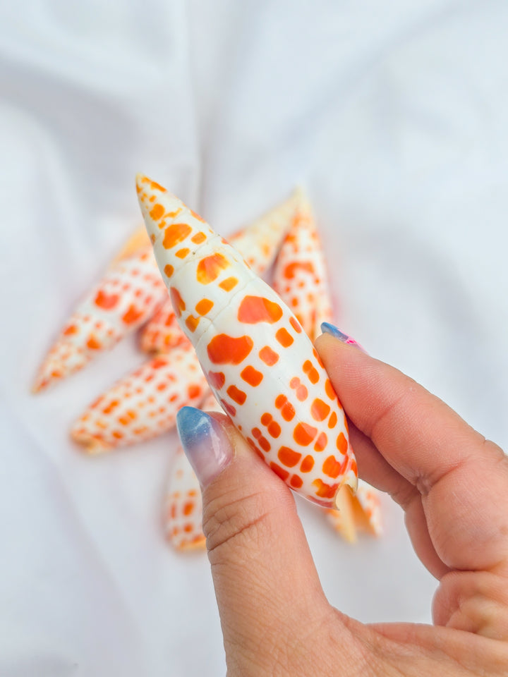 Mitra Mitra Sea Snail Shell
