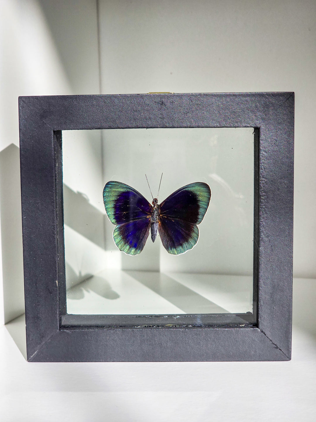 Framed "Blue Buttercup" Butterfly