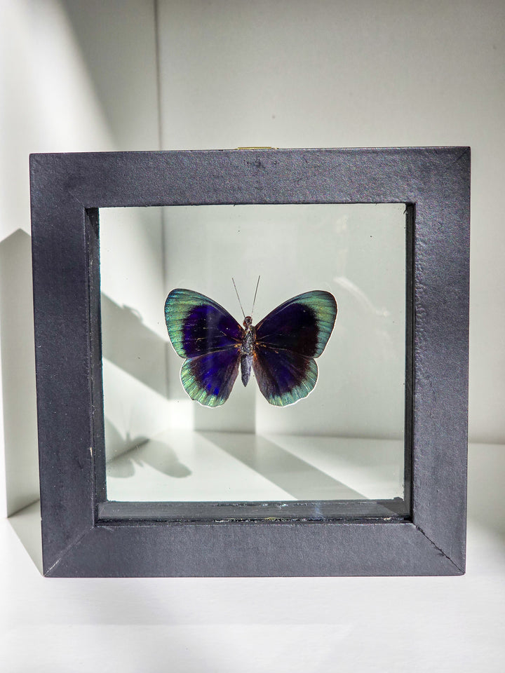 Framed "Blue Buttercup" Butterfly