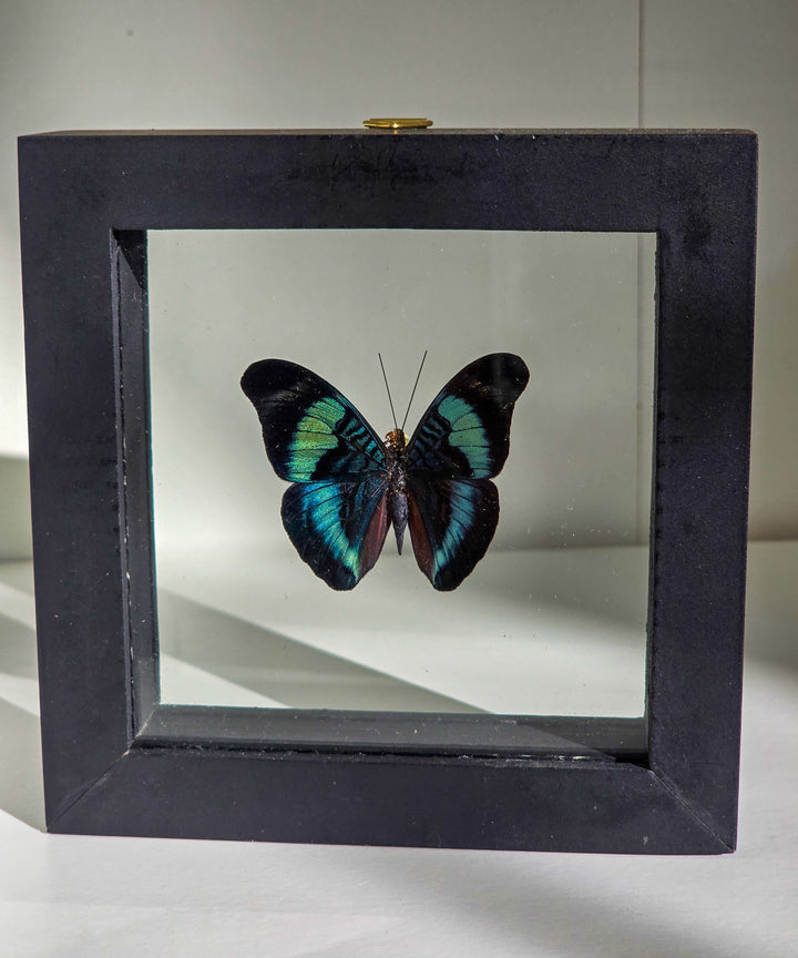 Framed "Red Flasher" Butterfly
