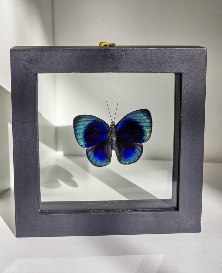 Framed "Blue Buttercup" Butterfly